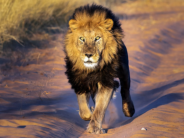 Lionph.jpeg