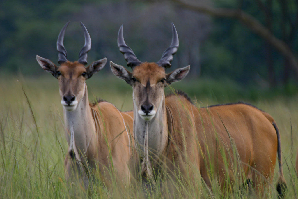 Eland (Cape) Cow