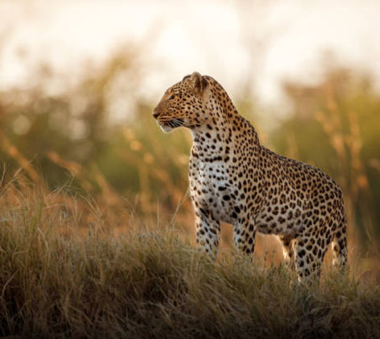 leopardplaceholder.jpeg