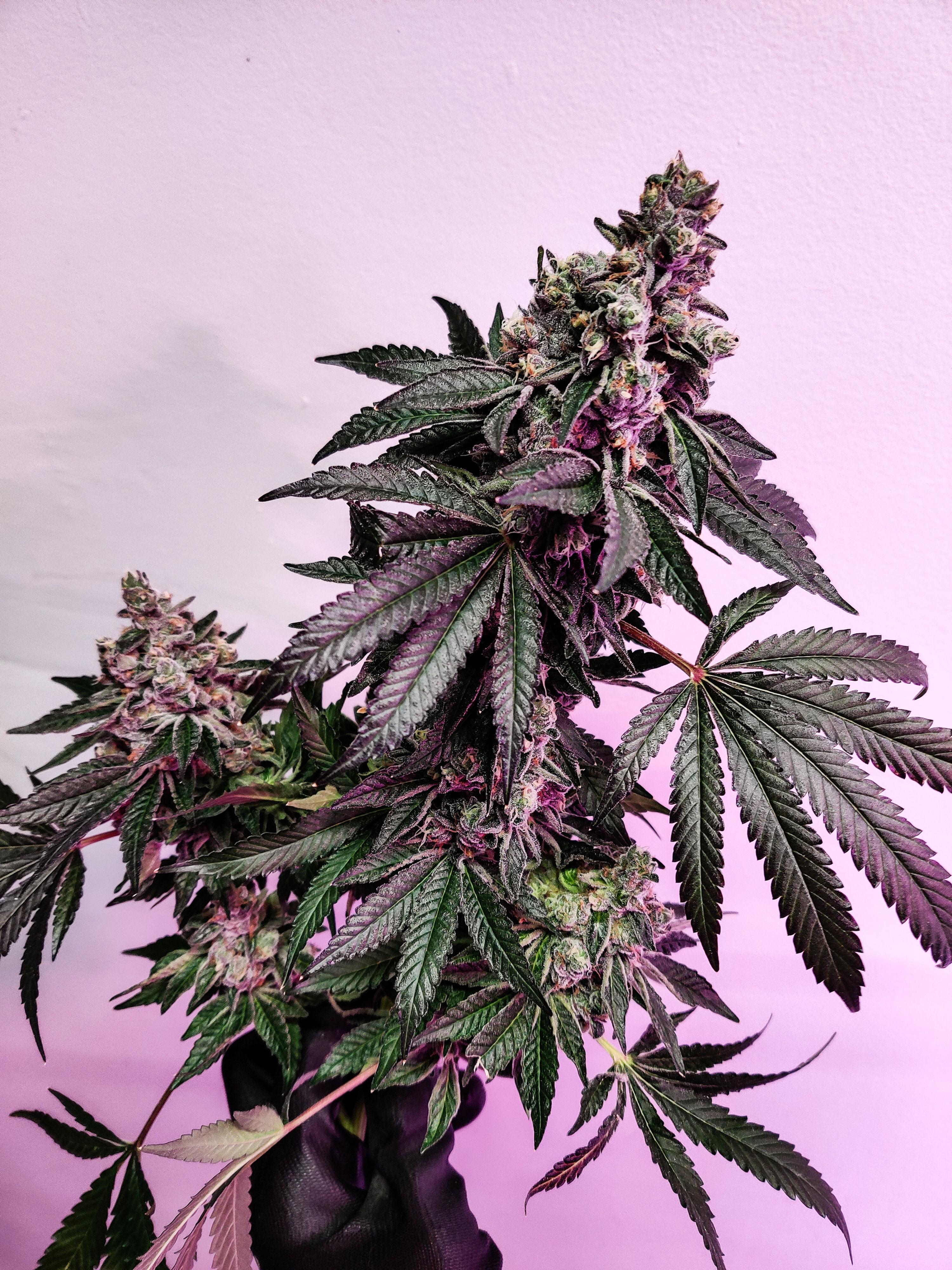 Strawberry Banana Fritter