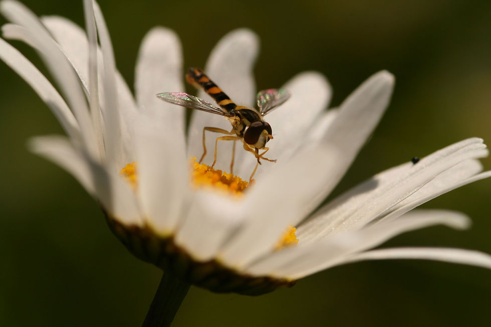 Syrphe dans une Marguerite n°2