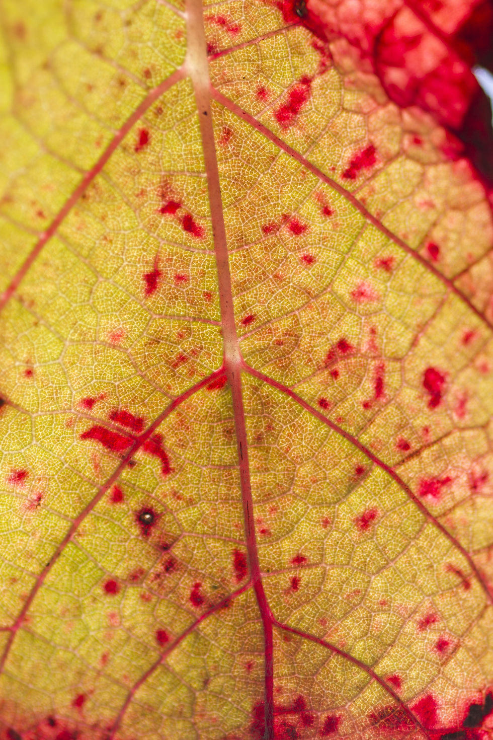 Feuille de Vigne n°3