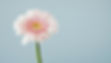 Pink gerbera up close_edited_edited.jpg