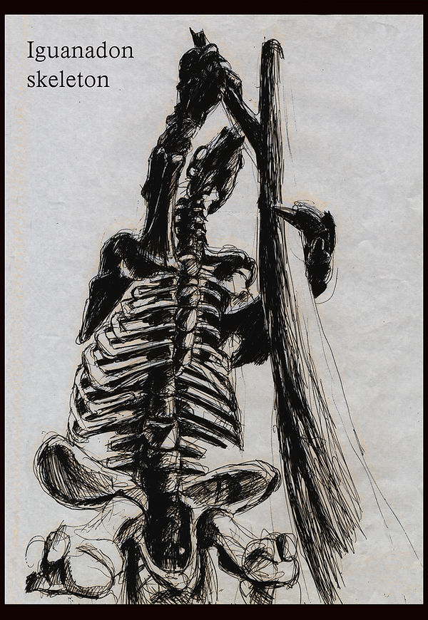 iguanadon_0000_Iguanadon skeleton.jpg