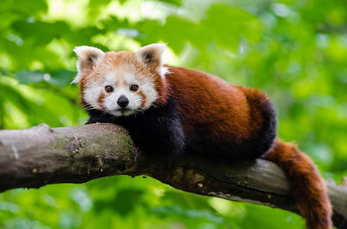 panda_rojo_ailurus_fulgens_26015_9_600.jpg