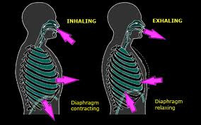 Diaphragmatic Breathing for Lifting: The Basics