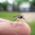 REAL SIZE MOSQUITO BITING PERSON.jpg