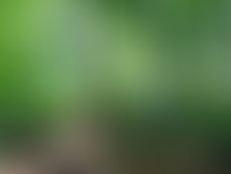 3/30/26 - I'm In Contol, Missing Kit-Kat, and Forest Bathing