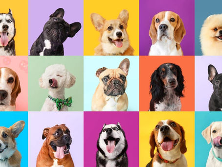 11/26/25 - Thanksgiving Stuff(ing), Books, and Dogs