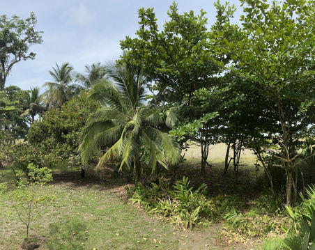 Casa Grande Limón, Costa Rica 2023.jpg