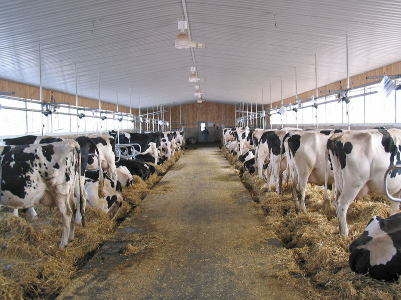 Tie Stall Dairy Barn