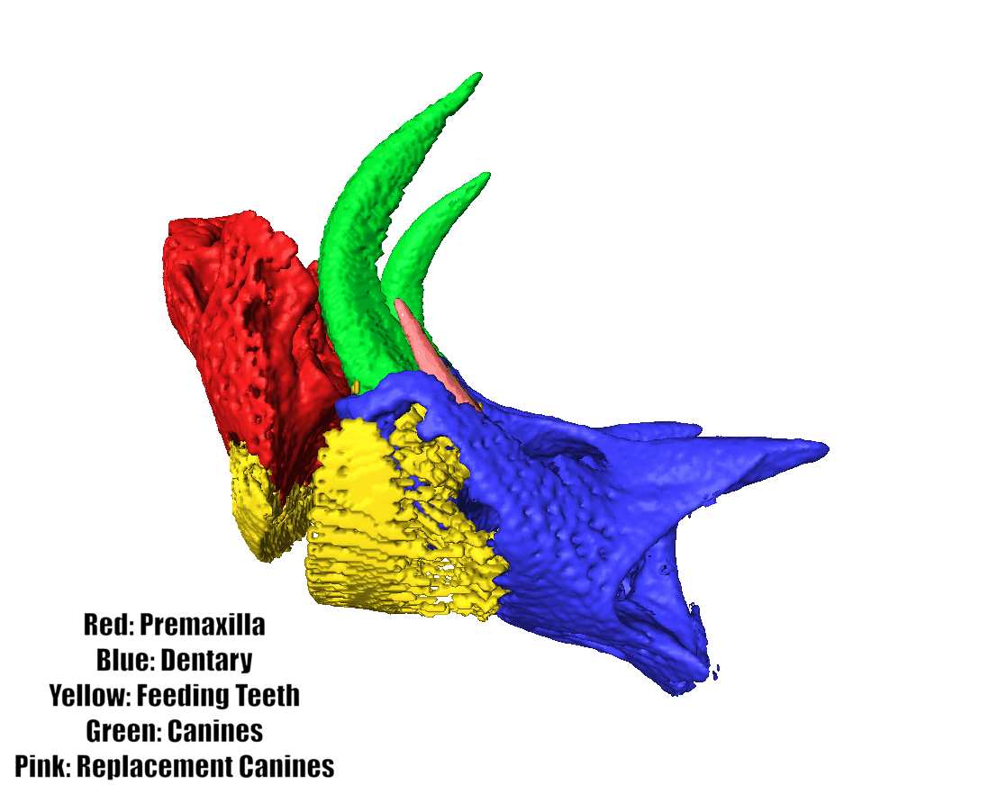P.rhinorhynchos_jaws_TEXT.gif