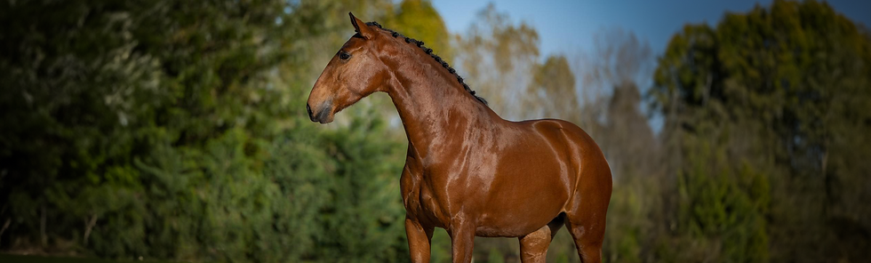 Brown Lusitano Horse