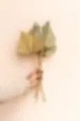 Dried Sun Spears 5 Stems