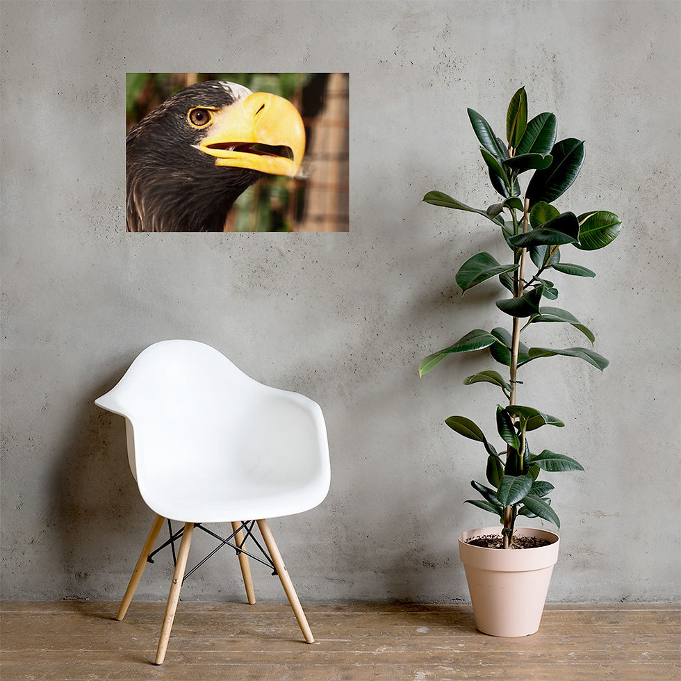 Miniaturbild: Riesenadler im Portrait (Poster)