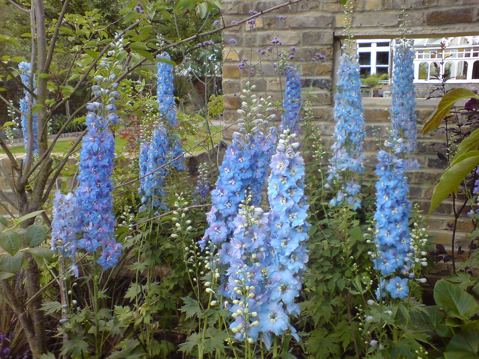 Country garden style, Richmond.