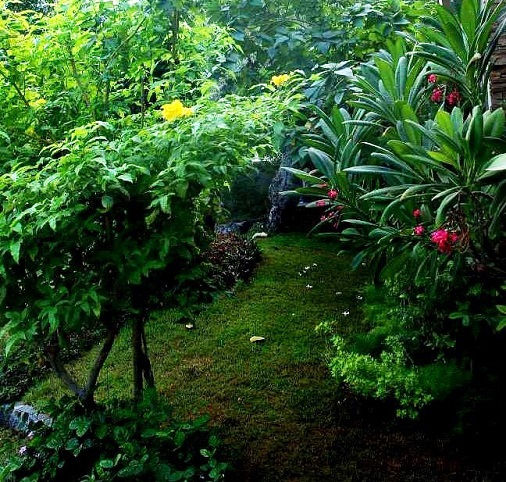 Jungle garden, Malaysia