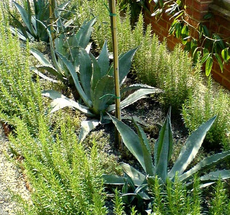 Agave balcony, London