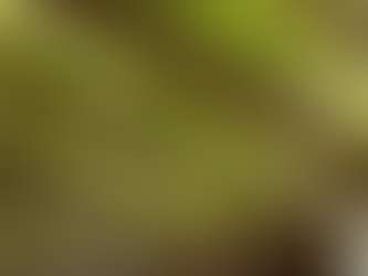 Comment créer de l’ombre dans une cour d’école ou de garderie ?