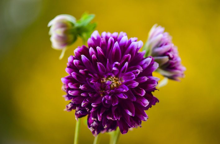 purple-dahlia-flower-on-natural-background-2024-12-07-13-20-12-utc.jpg