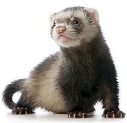 huisdierenarts, dierenarts, dierendokter, michelle, heskes, hond, kat, reu, teef, kater, poes