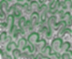 rah-wall_edited.jpg