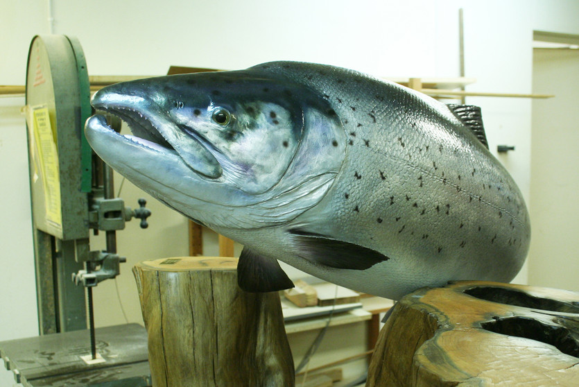 Alive fish on the wall? C&R replica