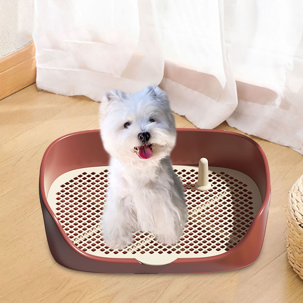 Thumbnail: Small white dog sitting in a brown indoor pet potty tray