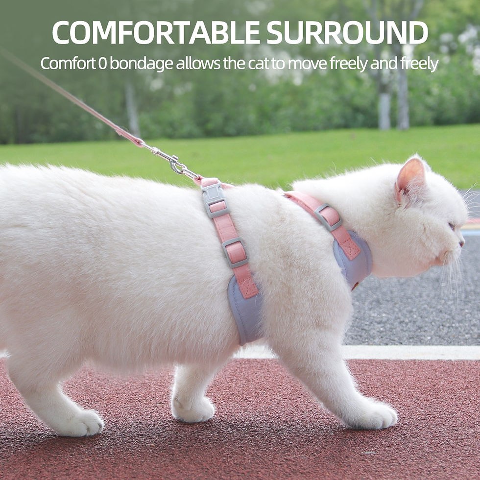 Thumbnail: White cat walking outdoors in a pink and blue pet harness