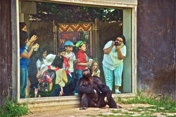 ChimpATzoo