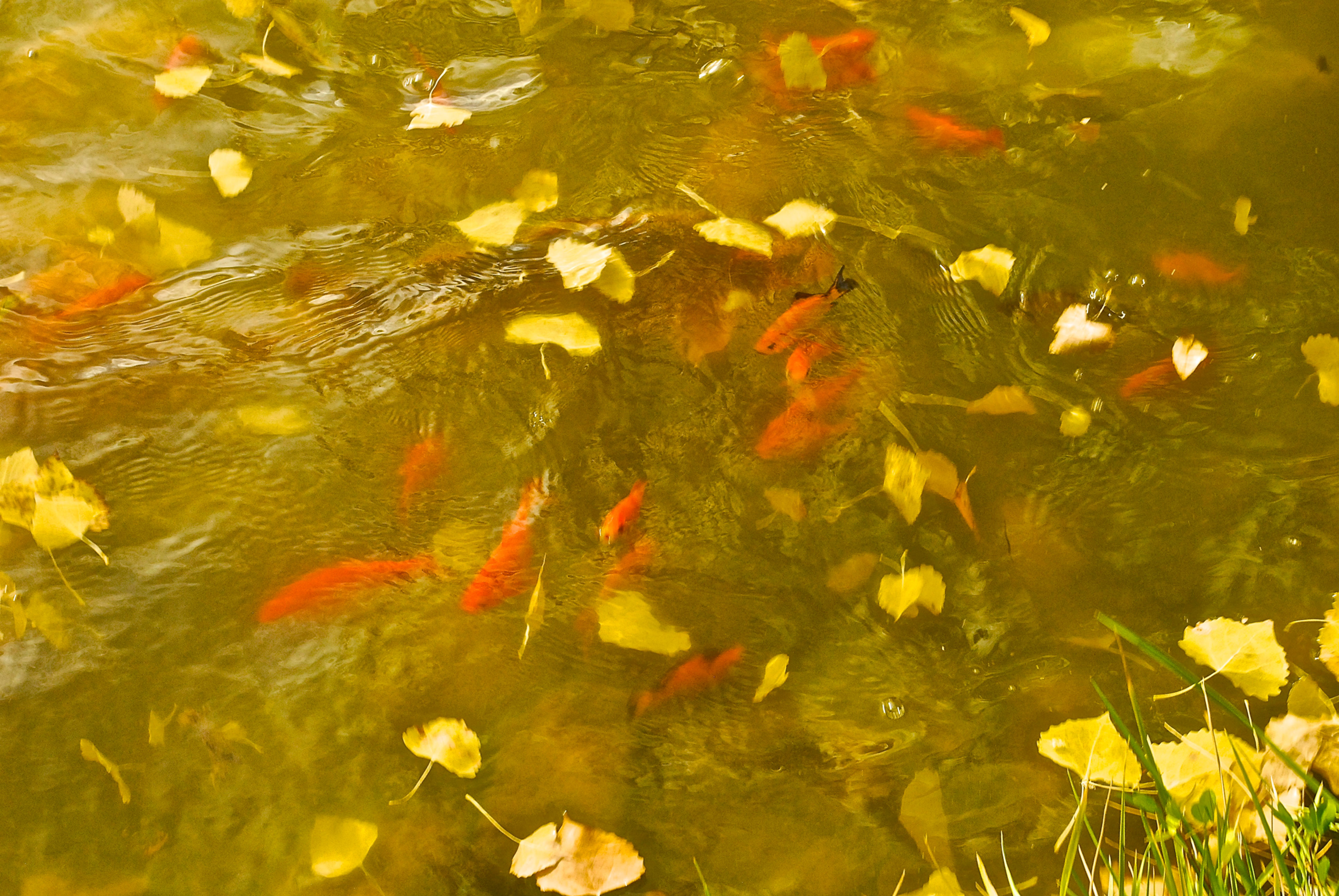 Goldfish and Aspen Leaves Swimming in Unison