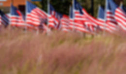American flags in a field