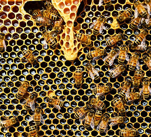 allnatural_honey.jpg