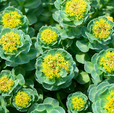 rhodiola .png
