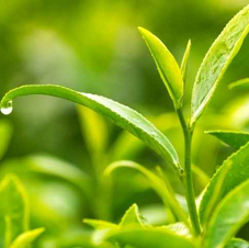green tea.png