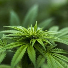 cannabis-2.jpg