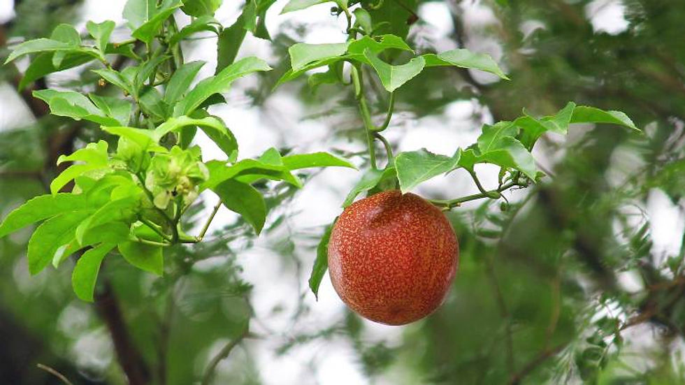 Passion-fruit-Granadilla-Krishna-Phal-Red-Fruit