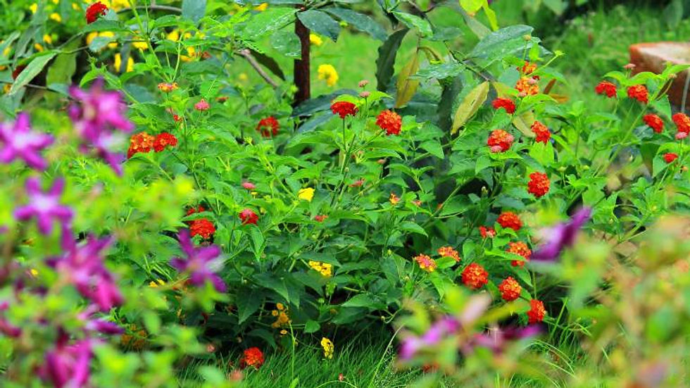 Folklore-Cultural-Theatre-Fort-Kochi-Garden