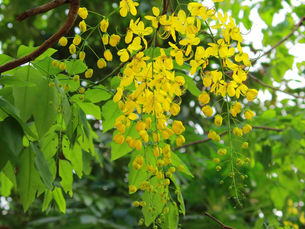 Flowers of Kerala