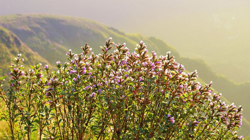 Kolukkumalai Neelakurinji in Full Bloom-Kolukkumalai Neelakurinji Year 2018-Kolukkumalai Neelakurinji-Neelakurinji Blooms in Kolukkumalai-Kolukkumalai Neelakurinji Visit Trek-Kolukkumalai