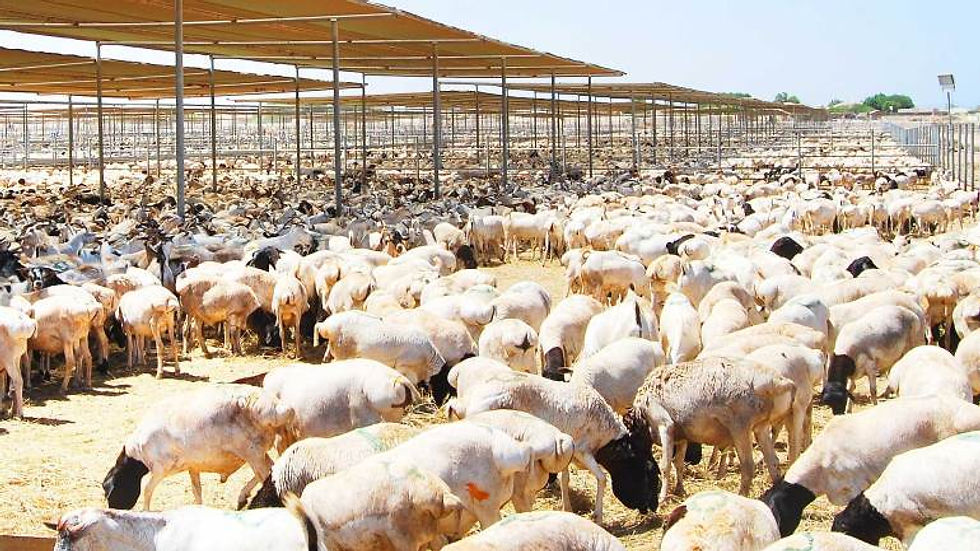 A-large-livestock-farm-at-Berbera