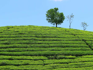 Vagamon, Scotland of Asia