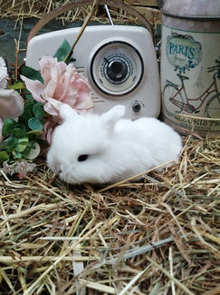Lapins à l'adoption (cobayes, béliers nains néerlandais, têtes de lion, angoras anglais) dans l'élevage "La petite ferme des Rossignols" à Waterloo, Bruxelles, Belgique 