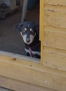 Bemo at The Otter Workshop