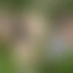 Wednesday: Asheville's shoegaze soul