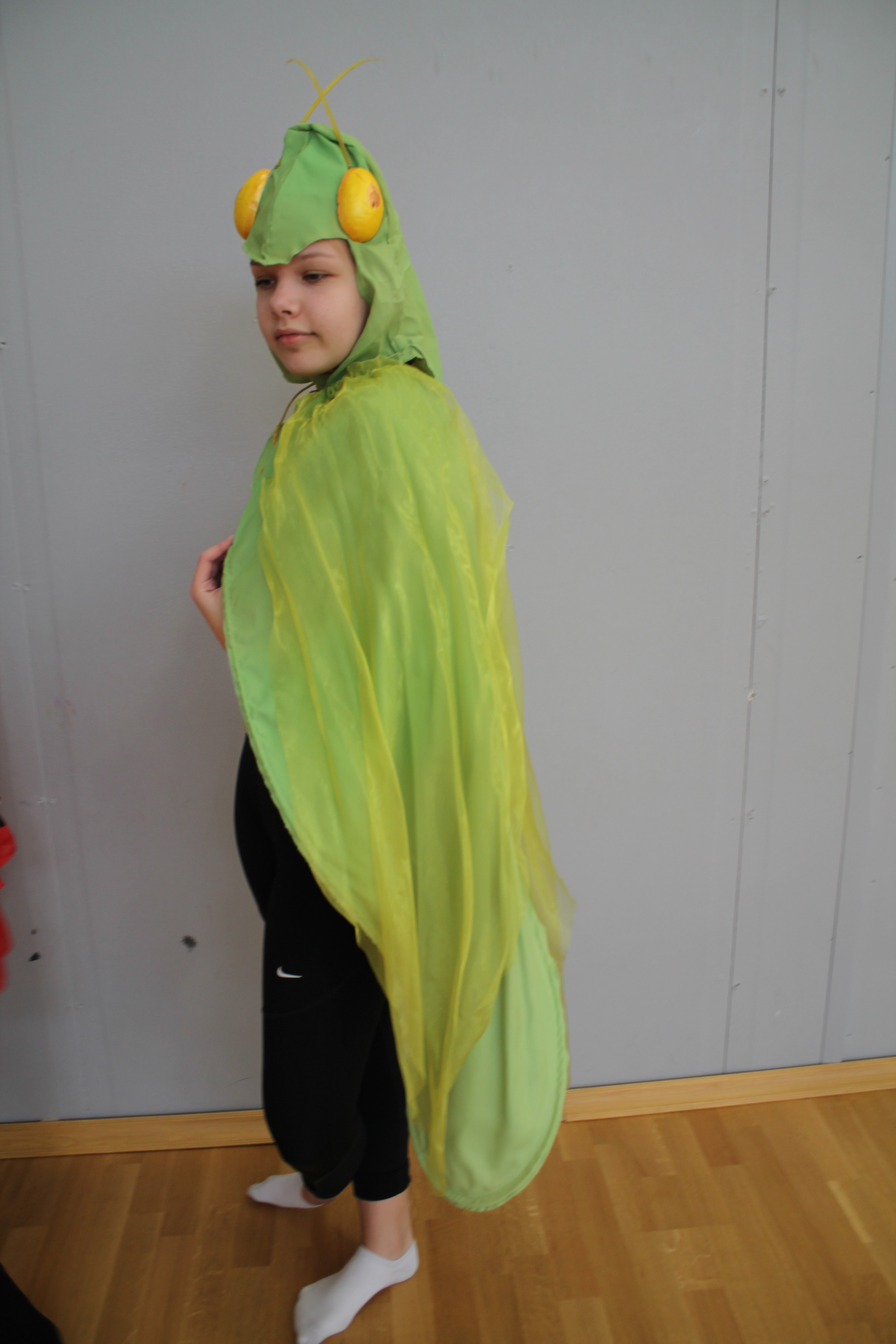 Heinäsirkka asu