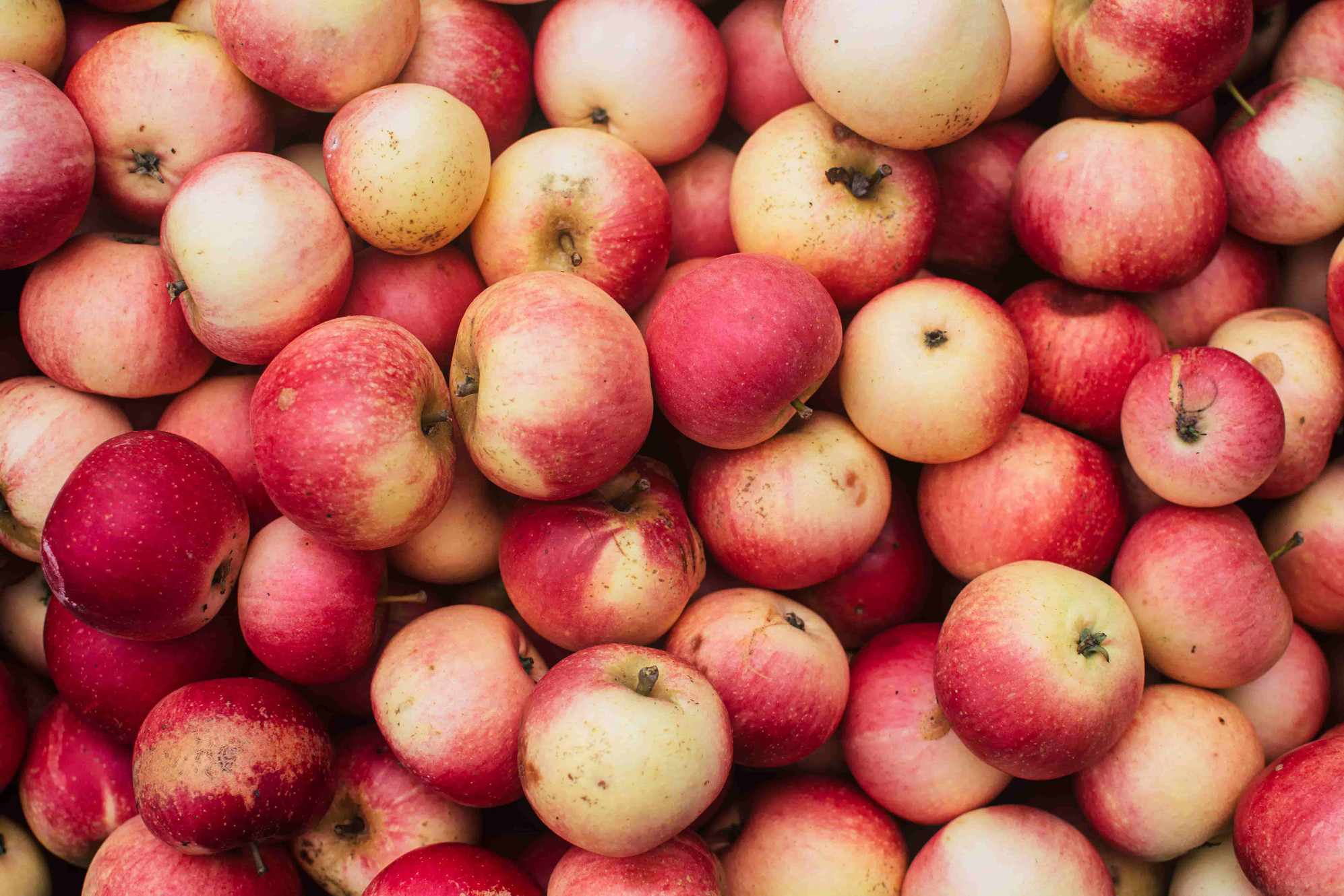 Party in the Orchard