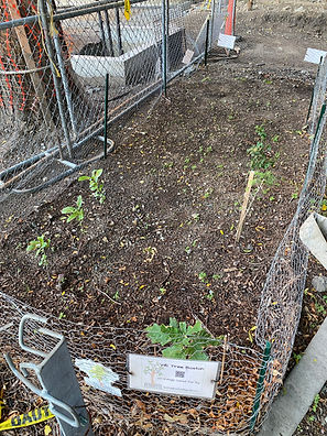 Seedling Garden