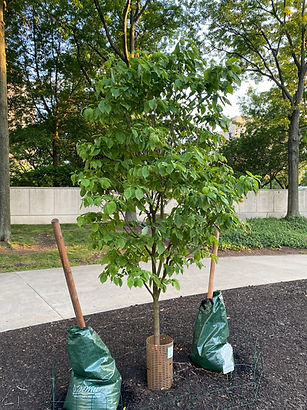 Cherokee Brave Dogwood