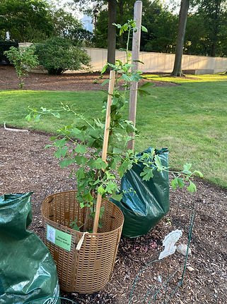 Princeton Sentry Ginkgo